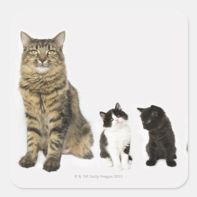 A mother with her four kittens sitting together square sticker (Front)