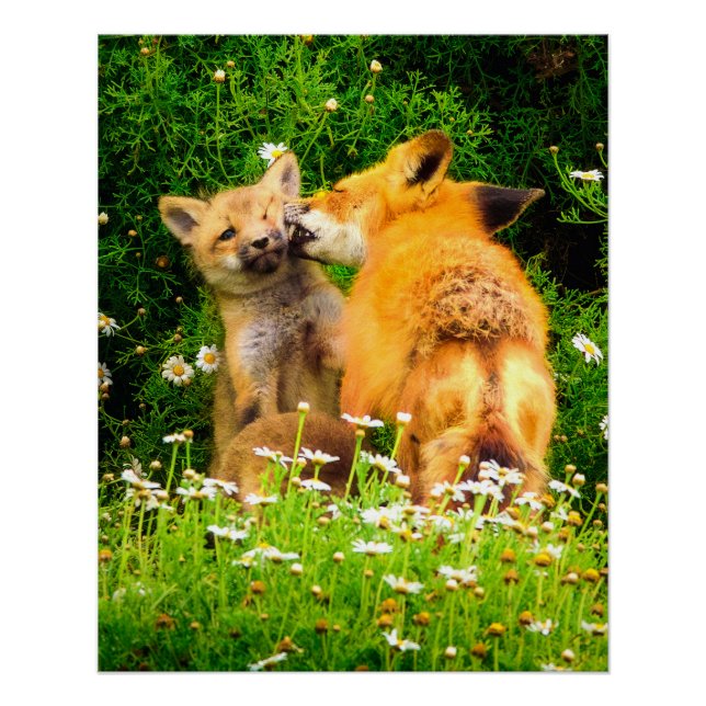 A Mother's Kiss Wildlife Nature Art Print (Front)