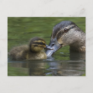 A Mother's Love Postcard