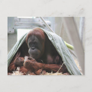 A Mothers Love Postcard