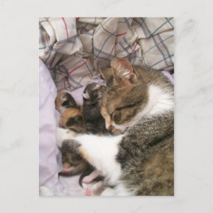 A Mothers Love Postcard