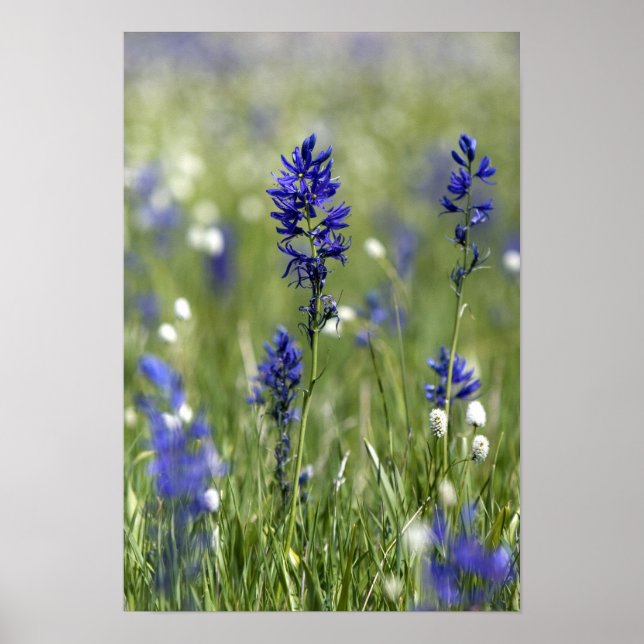 A mountain meadow of wildflowers including poster (Front)