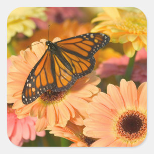 A Mourning Cloak Butterfly Square Sticker