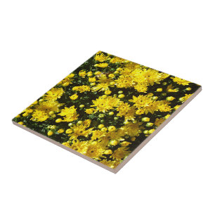 A Multitude of Yellow Mums Tile