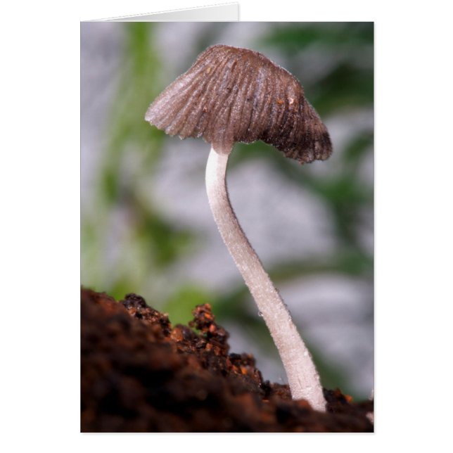 A Mushroom (Front)