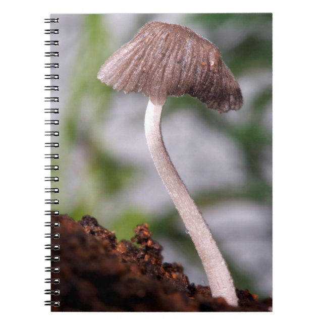 A Mushroom Notebook (Front)