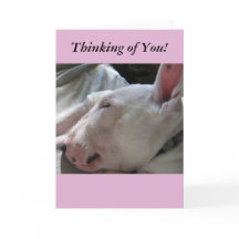 A Nap In The Sun-Thinking of You