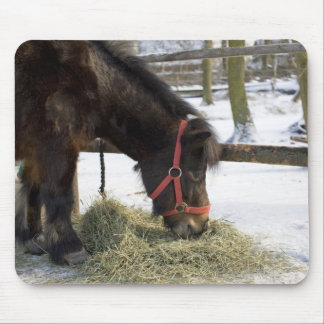 A native horse originally from Gotland where Mouse Pad