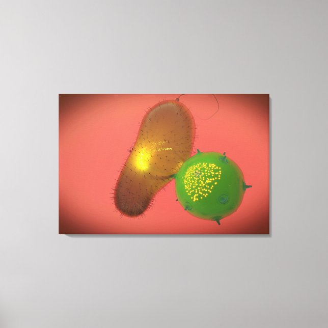 A Natural Killer Cell Injects Toxin Canvas Print (Front)