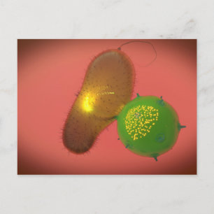 A Natural Killer Cell Injects Toxin Postcard
