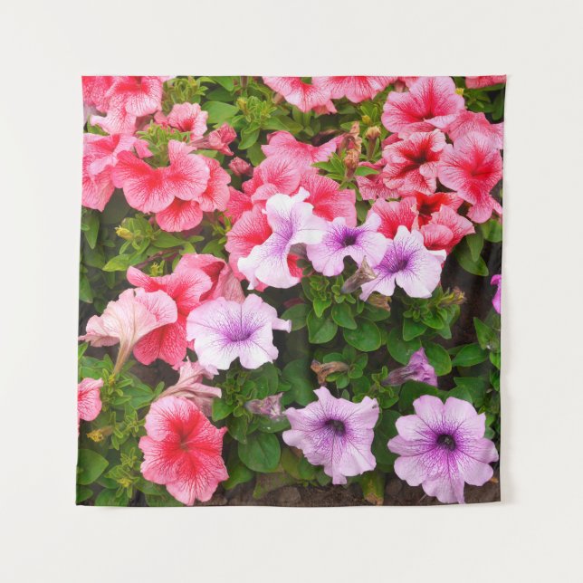 A nature photo is a beautiful petunia flower. Plan Tapestry (Front)