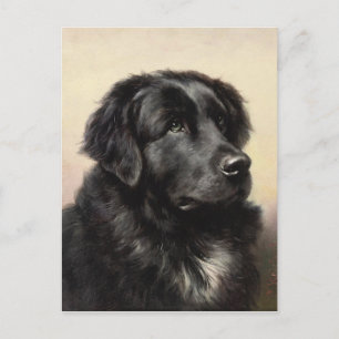 A Newfoundland Postcard