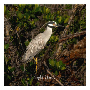 A night heron. Photo Print