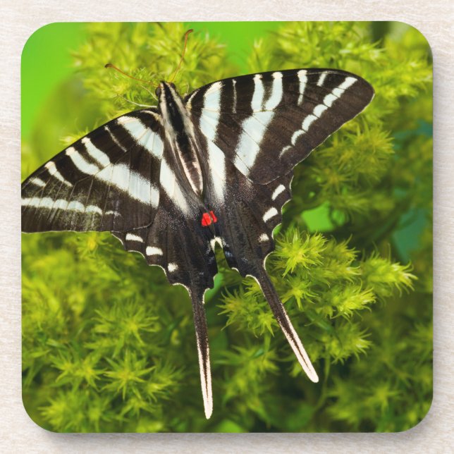 A North American Swallowtail Butterfly Coaster (Front)