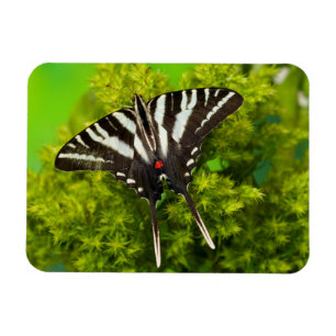 A North American Swallowtail Butterfly Magnet