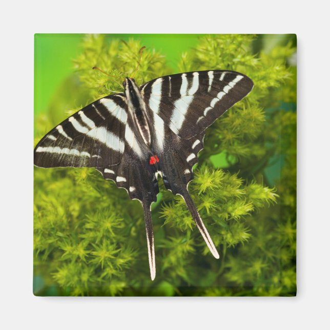 A North American Swallowtail Butterfly Magnet (Front)