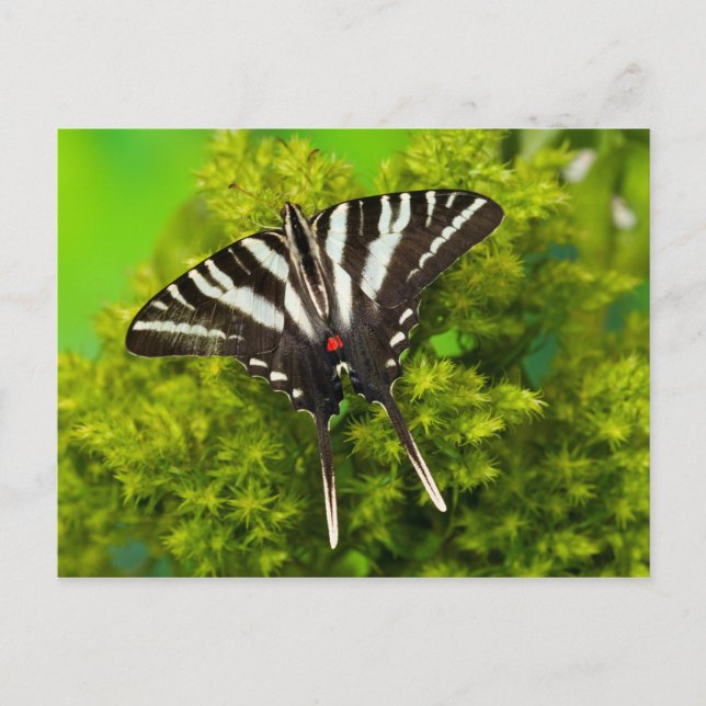 A North American Swallowtail Butterfly Postcard (Front)