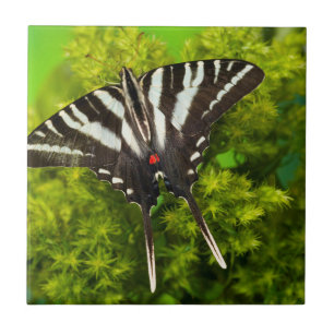 A North American Swallowtail Butterfly Tile