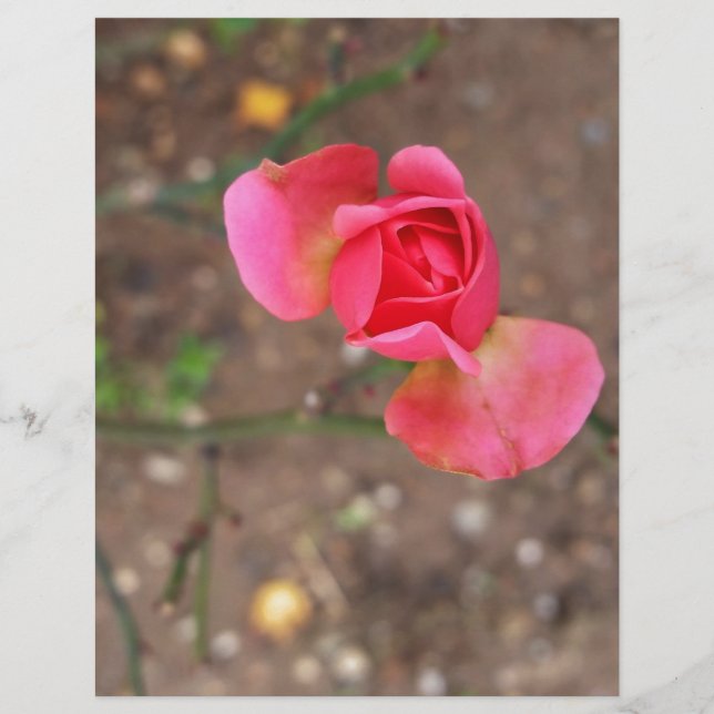 A November rosebud (Front)