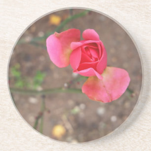 A November rosebud Coaster