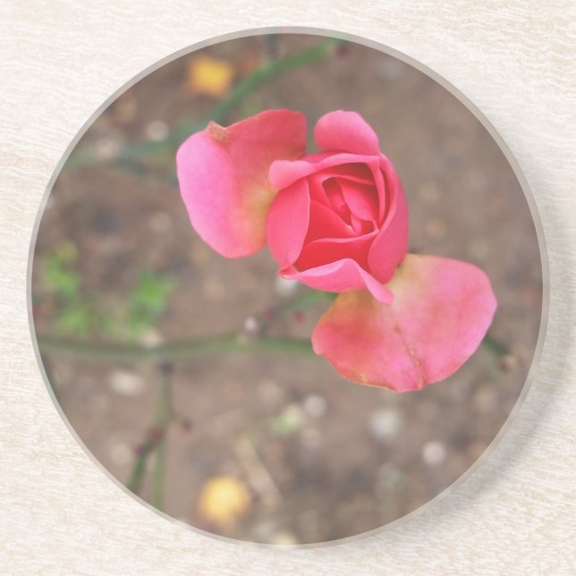 A November rosebud Coaster (Front)