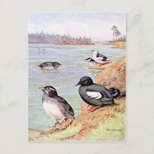 A Painting of Rhinoceros Auklets and Pigeon Uuille Postcard