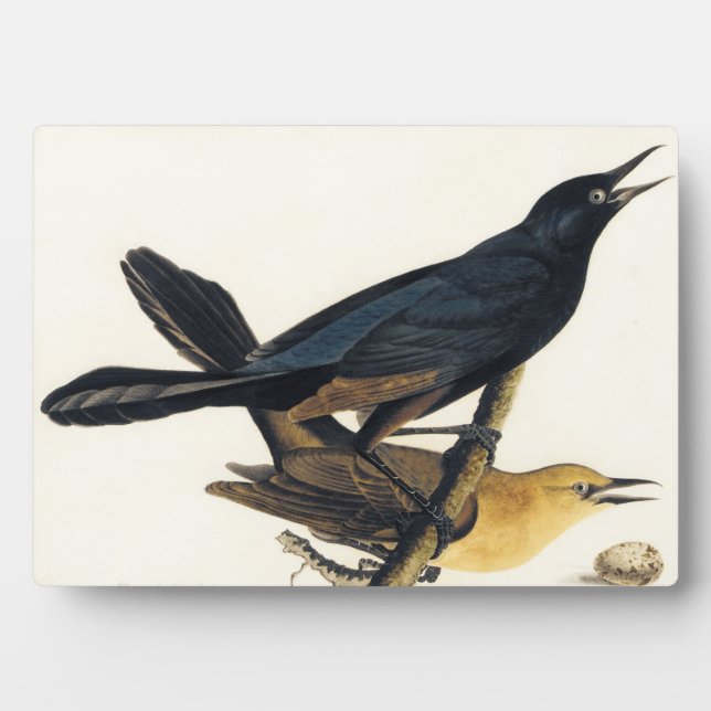 A Pair of Boat-Tailed Grackles Plaque (Front)