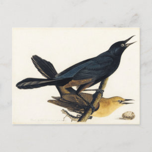 A Pair of Boat-Tailed Grackles Postcard
