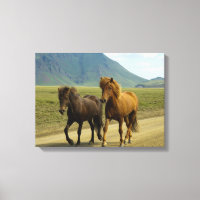 A Pair of Brown Icelandic Ponies