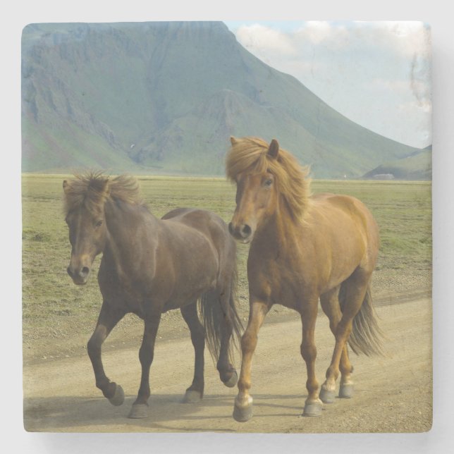 A Pair of Brown Icelandic Ponies Stone Coaster (Front)