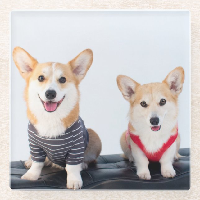 A Pair Of Corgis Sitting On A Bench Glass Coaster (Front)