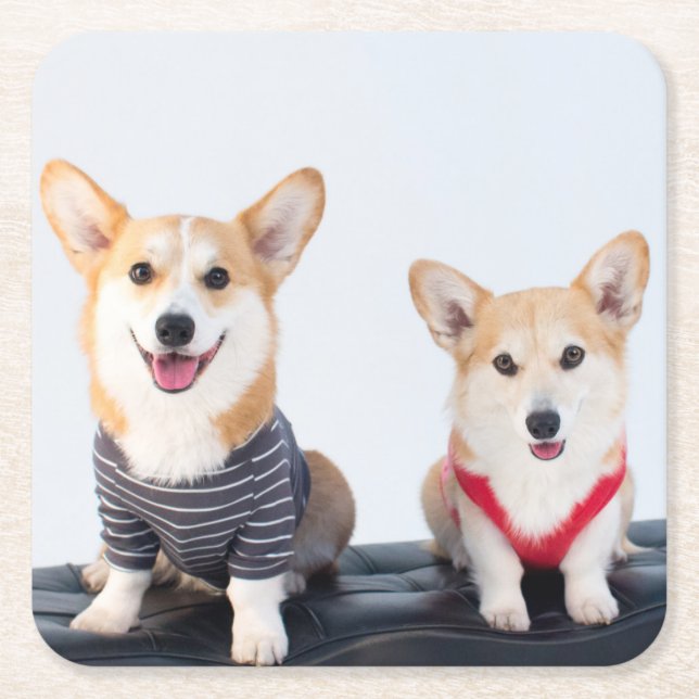A Pair Of Corgis Sitting On A Bench Square Paper Coaster (Front)