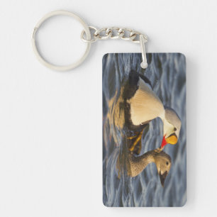 A pair of courting king eiders in a tundra pond keychain
