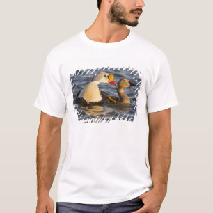 A pair of courting king eiders in a tundra pond T-Shirt