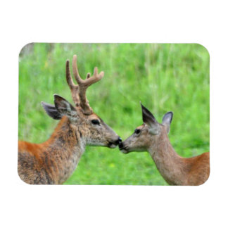 A Pair of Deer Magnet