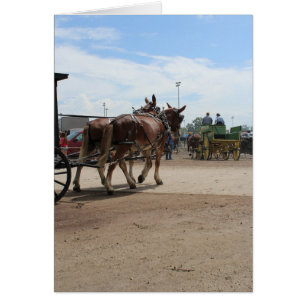 A Pair of Draught Mules at an Iowa Ag Festival