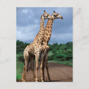 A Pair Of Giraffes On Road, Kruger National Postcard