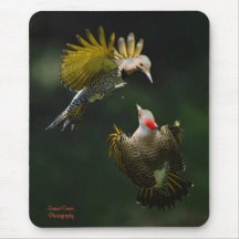 A Pair of Northern Flickers    