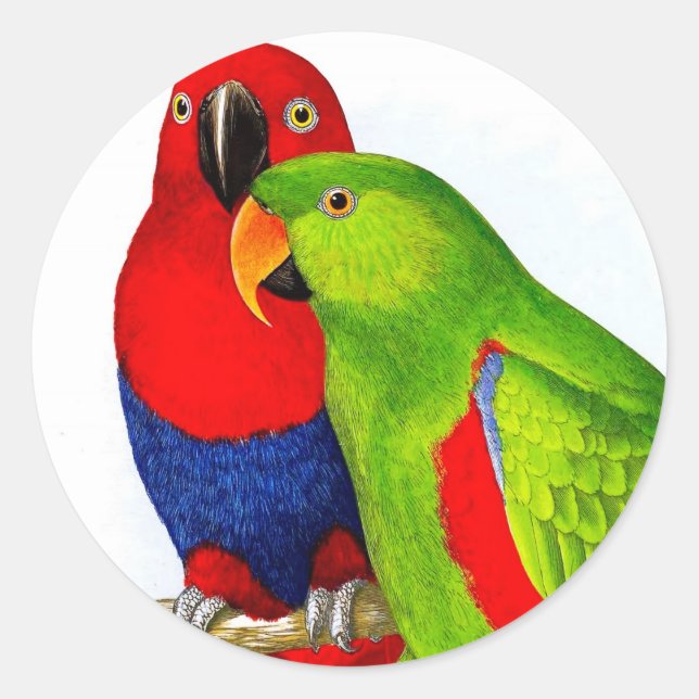 A Pair of Parrots Love Birds Classic Round Sticker (Front)
