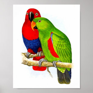 A Pair of Parrots No.5 Antique Bird Repro Print