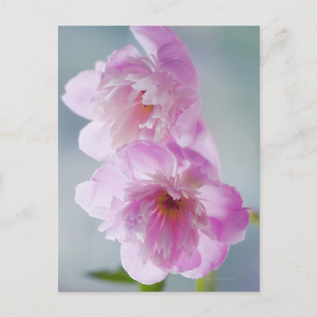 A Pair of Pink Peony Flowers Postcard (Front)