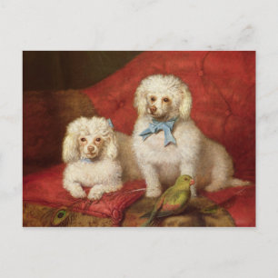 A Pair of Poodles Postcard