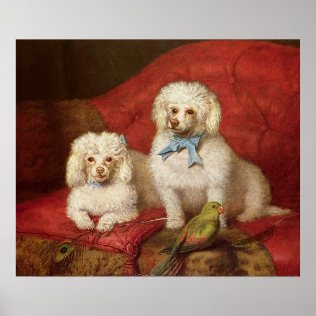 A Pair of Poodles Poster (Front)
