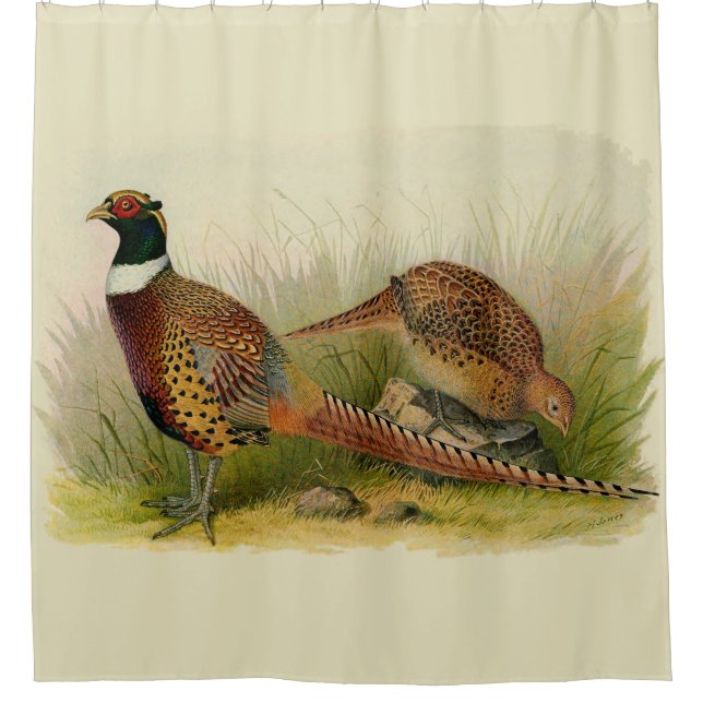 A pair of Ring necked pheasants in a grassy field (Front)