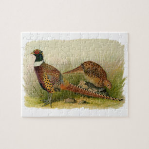 A pair of Ring necked pheasants in a grassy field Jigsaw Puzzle