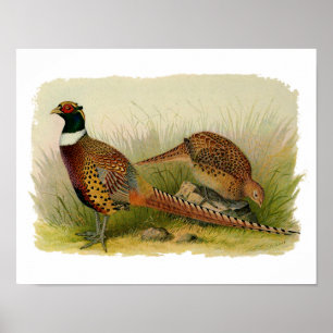 A pair of Ring necked pheasants in a grassy field Poster