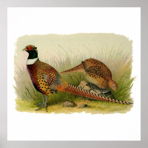 A pair of Ring necked pheasants in a grassy field Poster