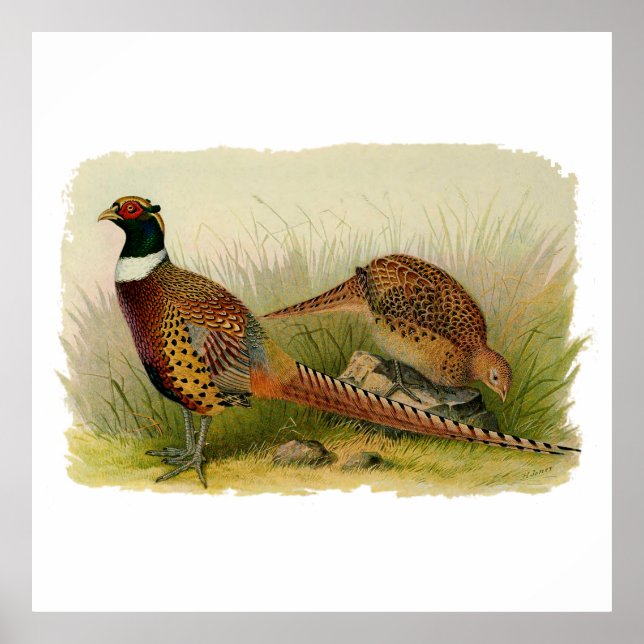 A pair of Ring necked pheasants in a grassy field Poster (Front)