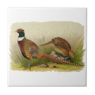 A pair of Ring necked pheasants in a grassy field Tile