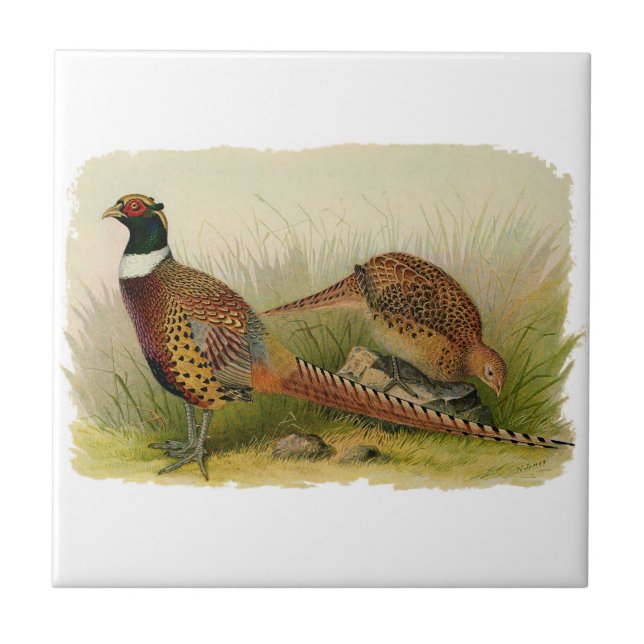A pair of Ring necked pheasants in a grassy field Tile (Front)